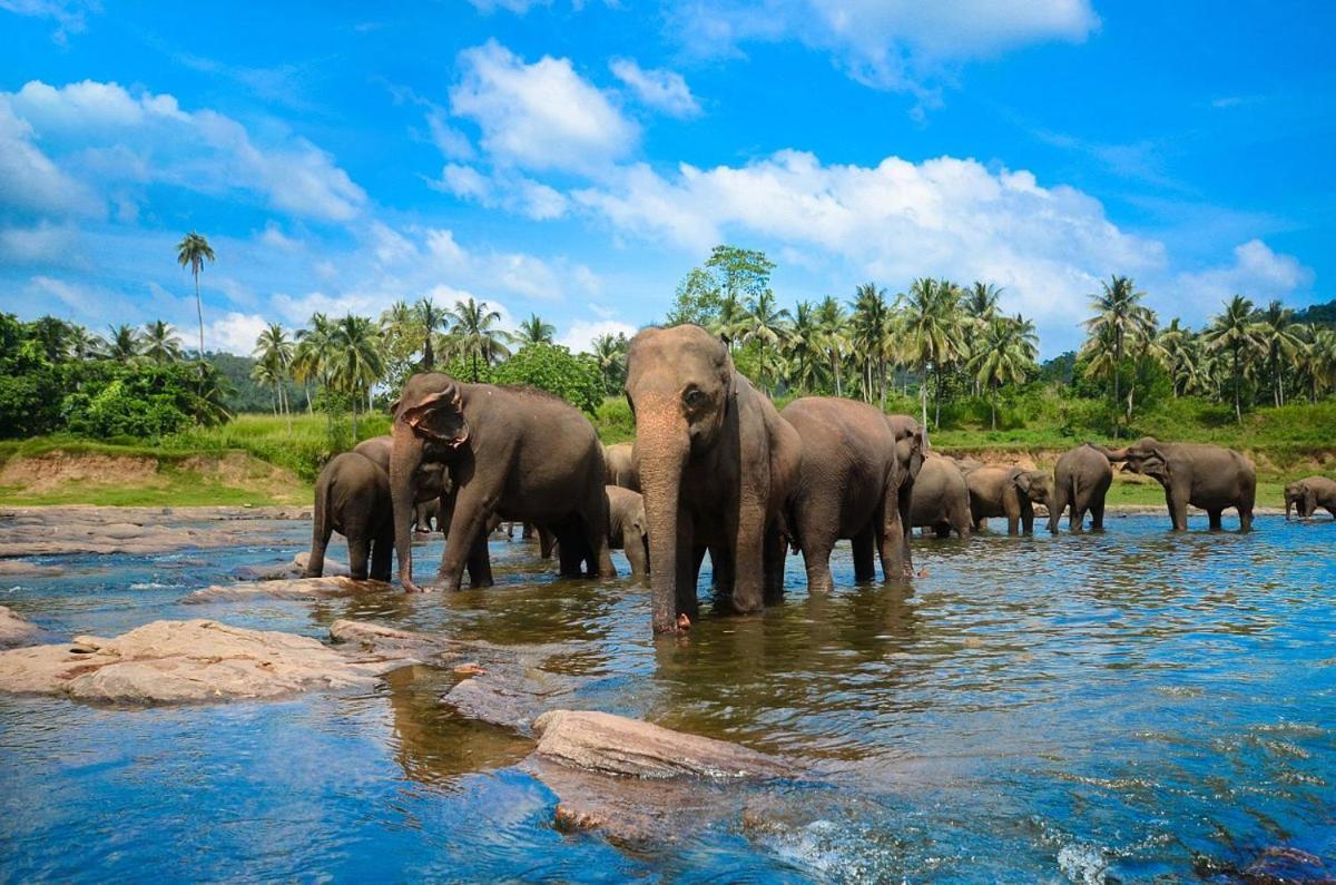 Wild Park Safari Home Stay Удавалаве Екстер'єр фото